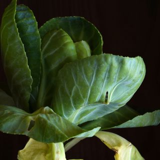 Vegetabile Räume / Werkformenausstellung‘25